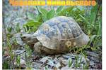 Как юный волонтёр, защитник природы из рабочего посёлка Тереньга Ульяновской области, Горькова Жанна, способствует сохранению исчезающего вида сухопутных черепах