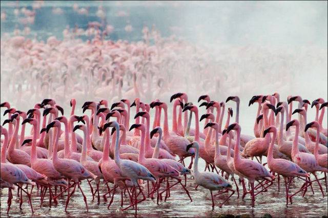 a-sea-of-pink-feathers-640-14.jpg