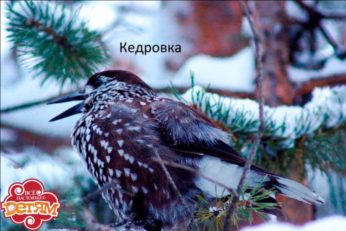 birds1.jpg
