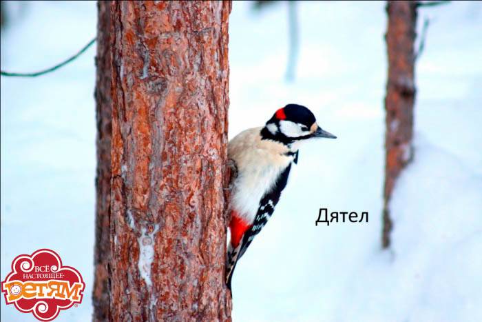 birds2.jpg