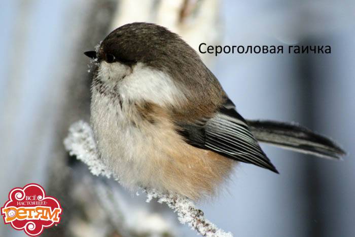 birds5.jpg