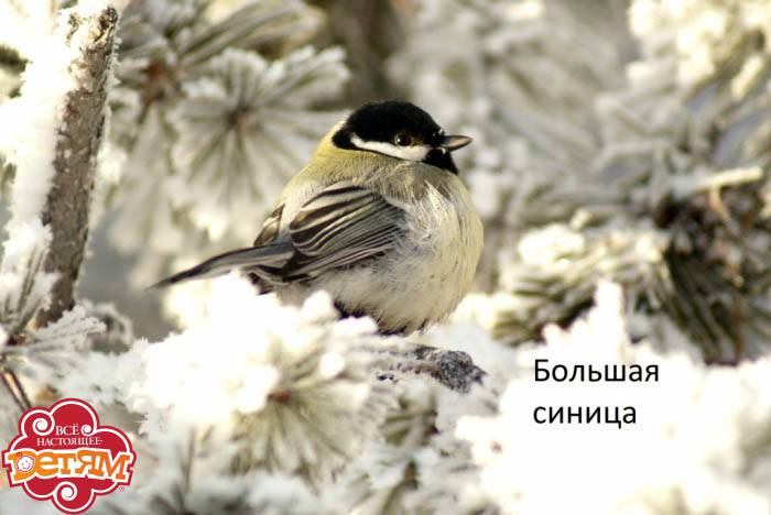 birds7.jpg