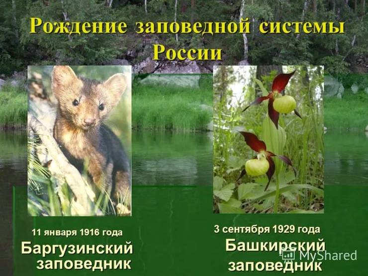 zapovednik1.jpg